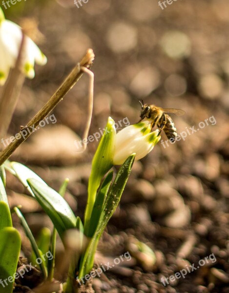 Bee Flower Flight Insect Plant