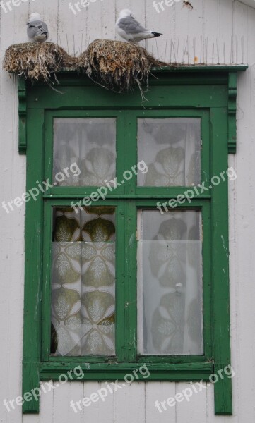 Window Gulls Wooden Windows Old Window Architecture