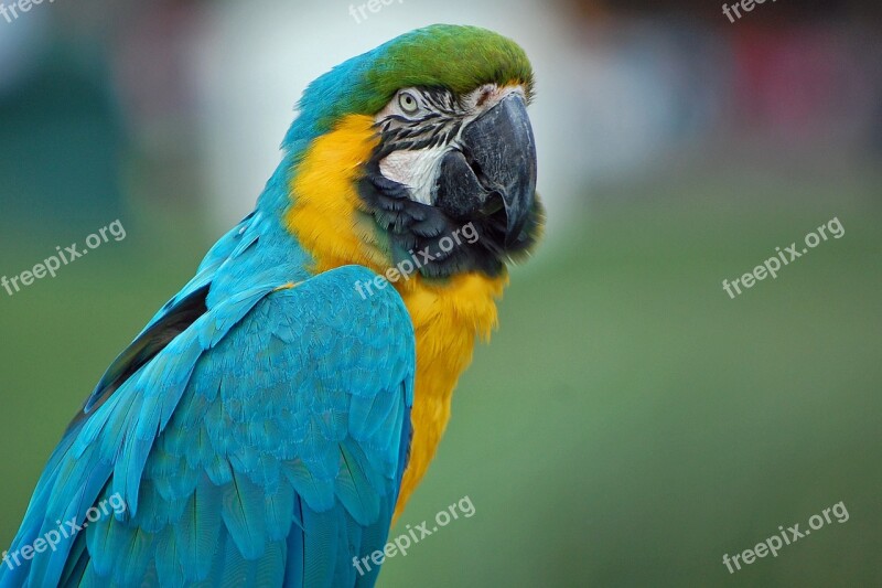 Parrot Macaw Close Bird Colorful