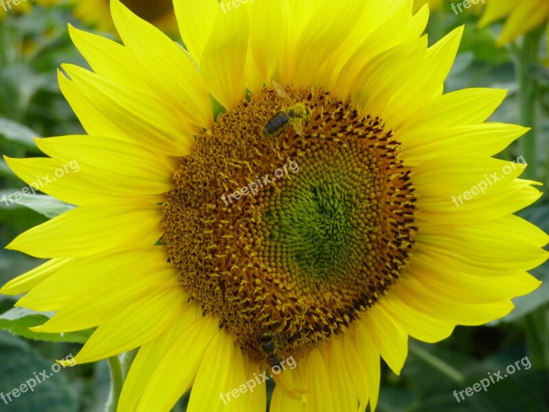 Sunflower Flower Bee Insect Pollination