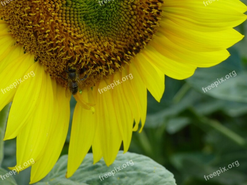 Sunflower Flower Yellow The Sun Plant