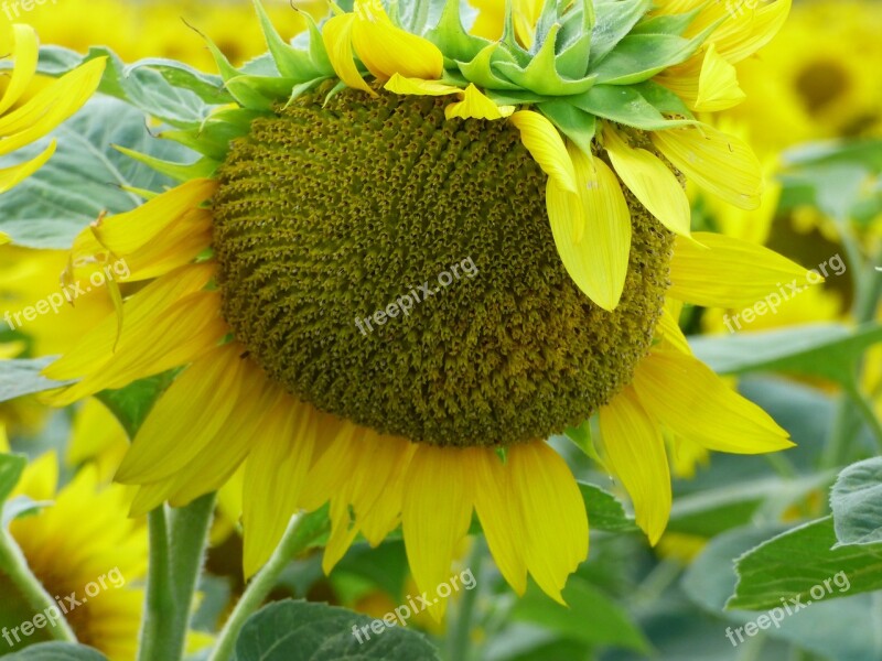 Sunflower Flower Yellow The Sun Plant