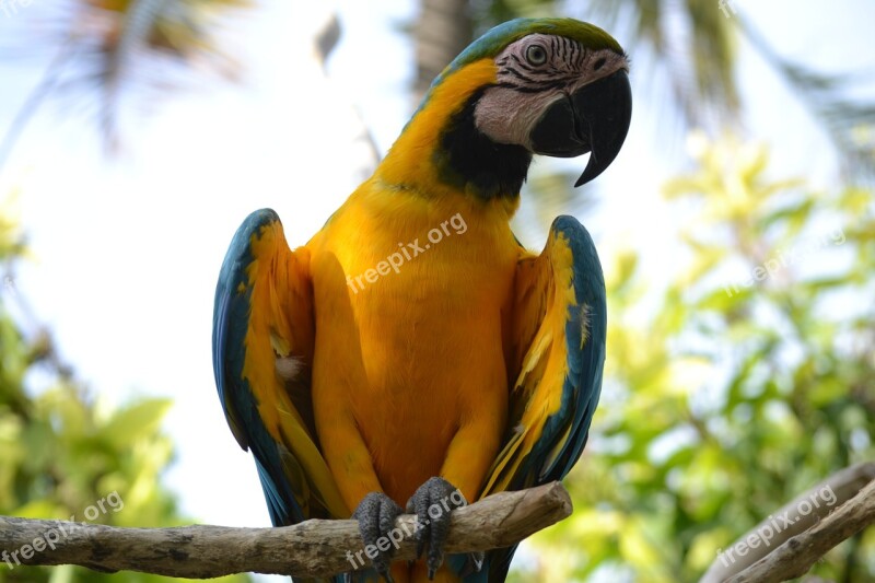 Bird From Paradise Ara Parrot