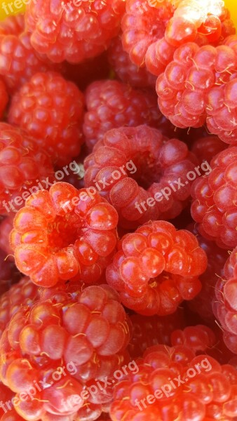 Raspberries Berries Fruits Fruit Red