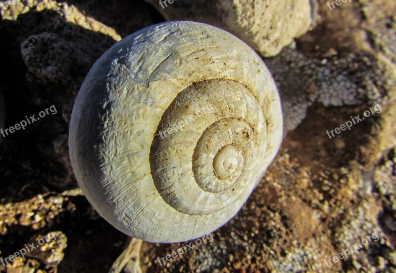 Shell Snail Nature Animal Spiral