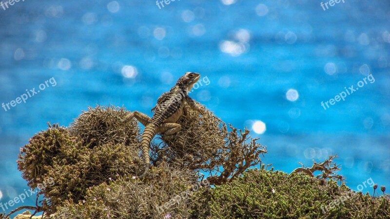 Cyprus Lizard Kurkutas Reptile Fauna