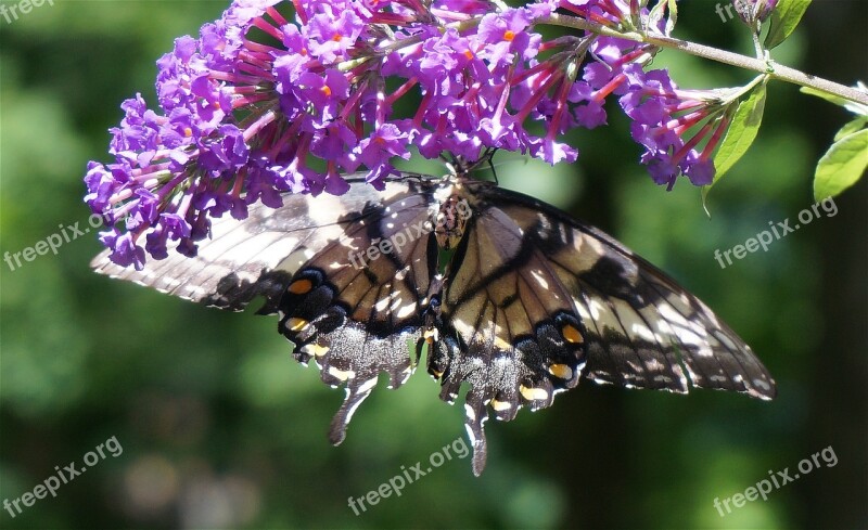 Tiger Swallowtail Butterfly Bush Butterfly Insect Animal