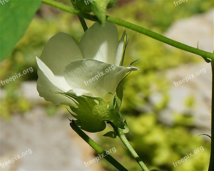 Cotton Flower Opening Cotton Flower Blossom Bloom