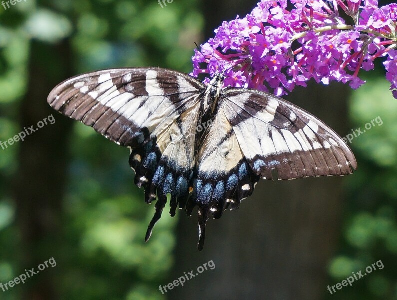 Tiger Swallowtail Butterfly Bush Butterfly Insect Animal