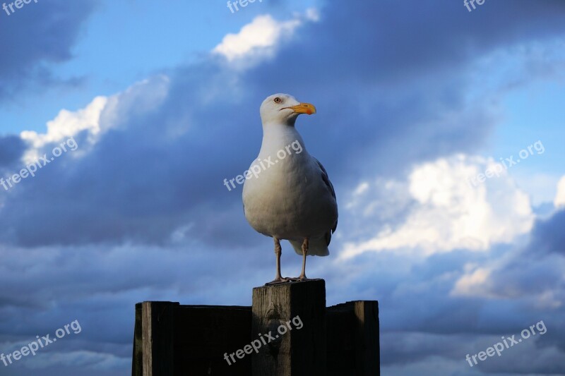 Seagull Seevogel Baltic Sea Bird Water Bird