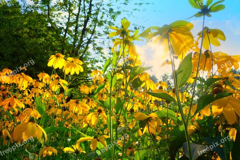 Cone Flower Yellow Cone Flower Flower Plant Echinacea Paradoxa