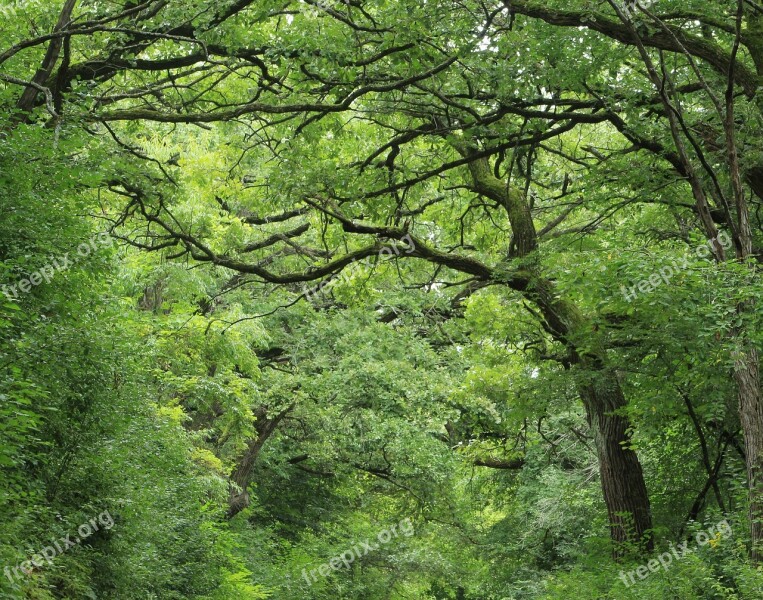 Forest Green Trees Woods Nature