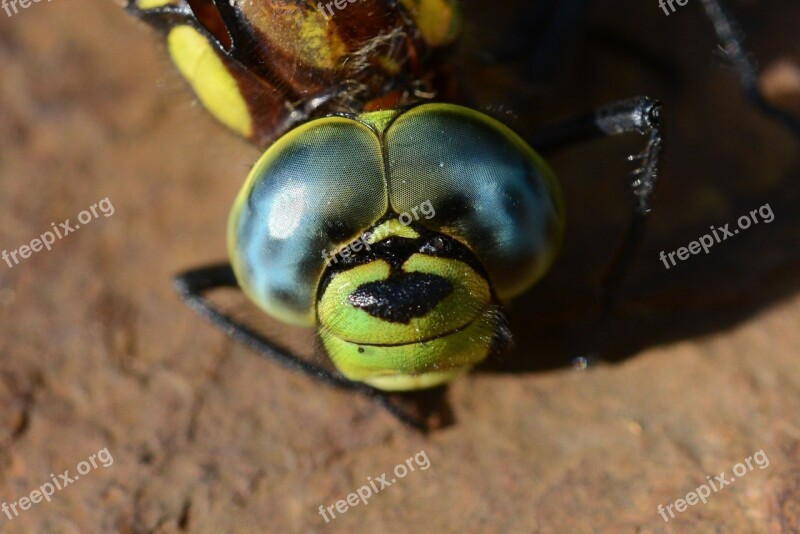 Dragonfly Dead Close Up Compound Nature