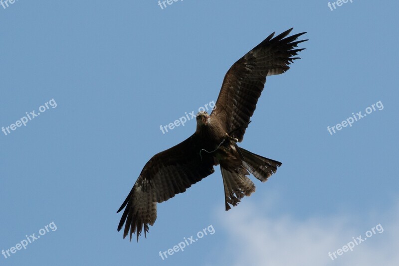 Raptor Prey Milan Bird Bill