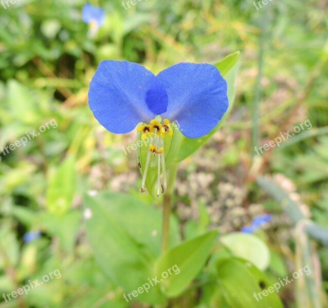 Dayflower Commelinaceae Blue Flower Two Petals Decorative