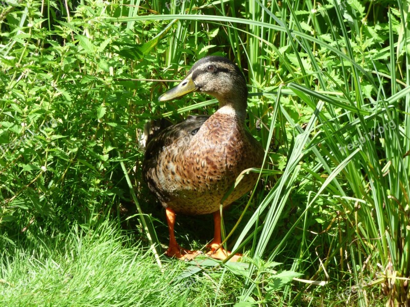 Duck Mallard Hidden Duck Bird Meadow