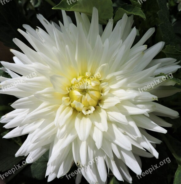 Dahlia Pinnate Garden Ornamental Plant White