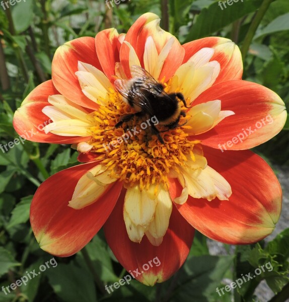 Marigold Hummel Orange Red Yellow