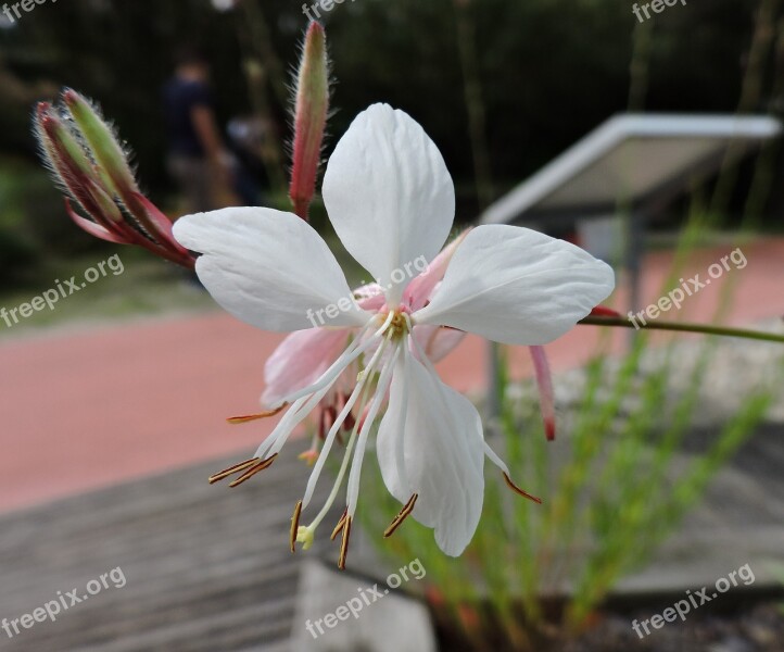 White Flower Garden Tulln Petite Free Photos