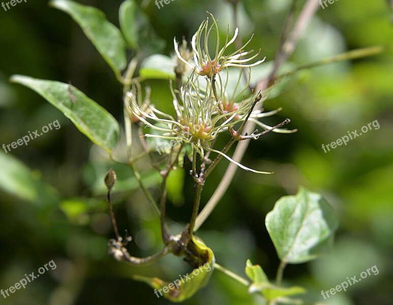 Bush Shrub Bloom Green Close Up Free Photos