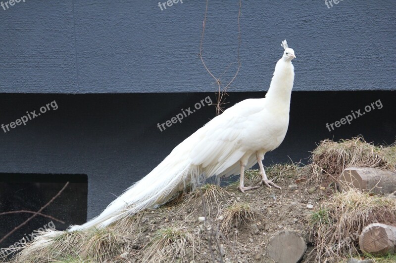 Peacock Animal Zoo Bird White