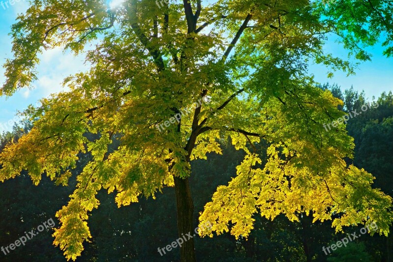 Tree Tree Top Foliage Yellow Season