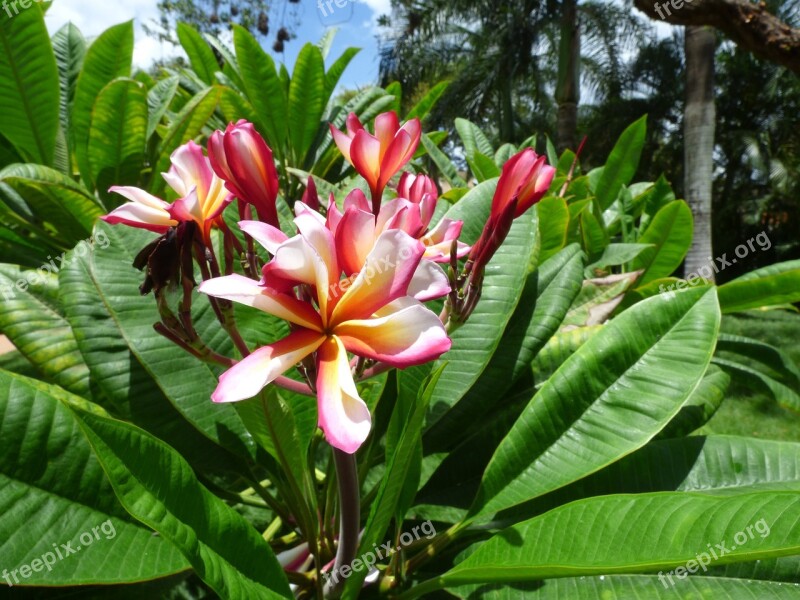 Flower Vacations Summer Nature Blossom