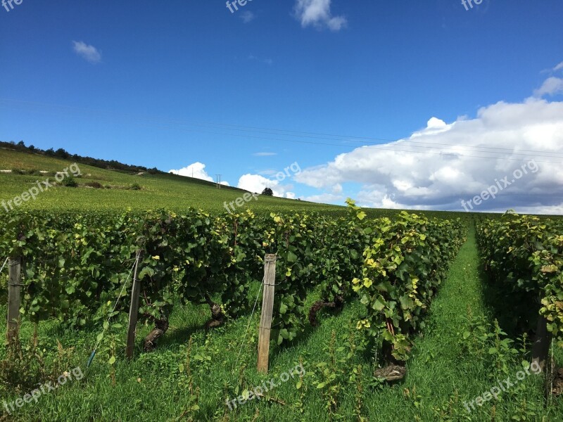 Vineyard Burgundy France Wine Bourgogne