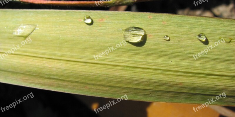 Wellness Drop Of Water Leaf Drip Raindrop