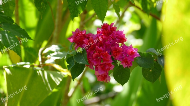 Nature Plant Flowers Close Up Bush