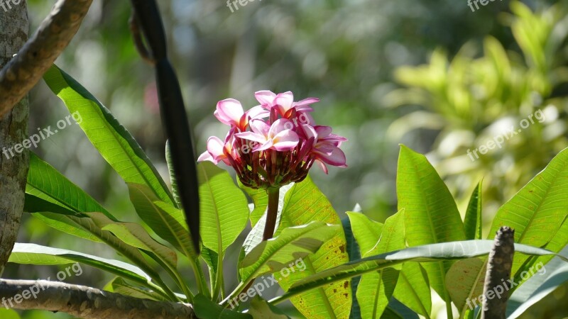 Frangipani Bush Nature Summer Tropical