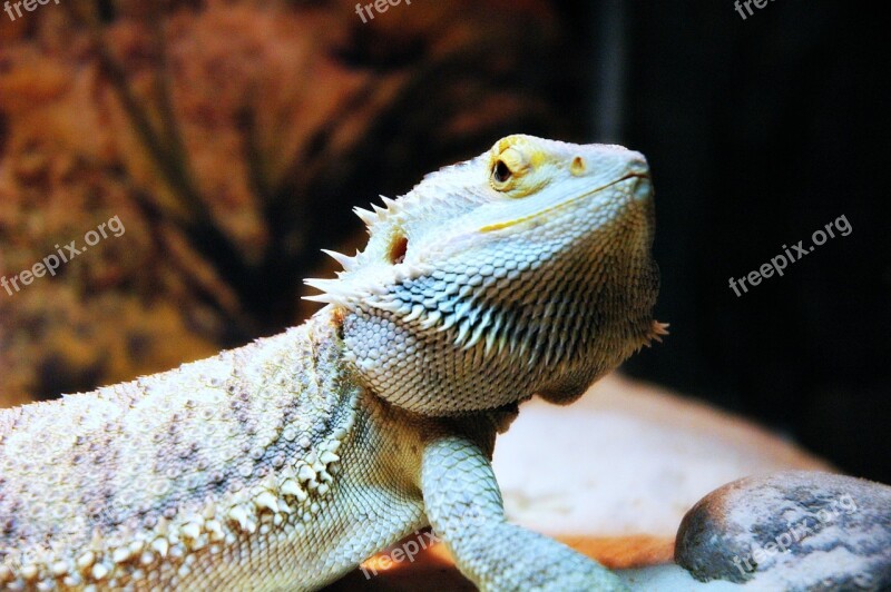 Lizard Pet Dragon Bearded Free Photos