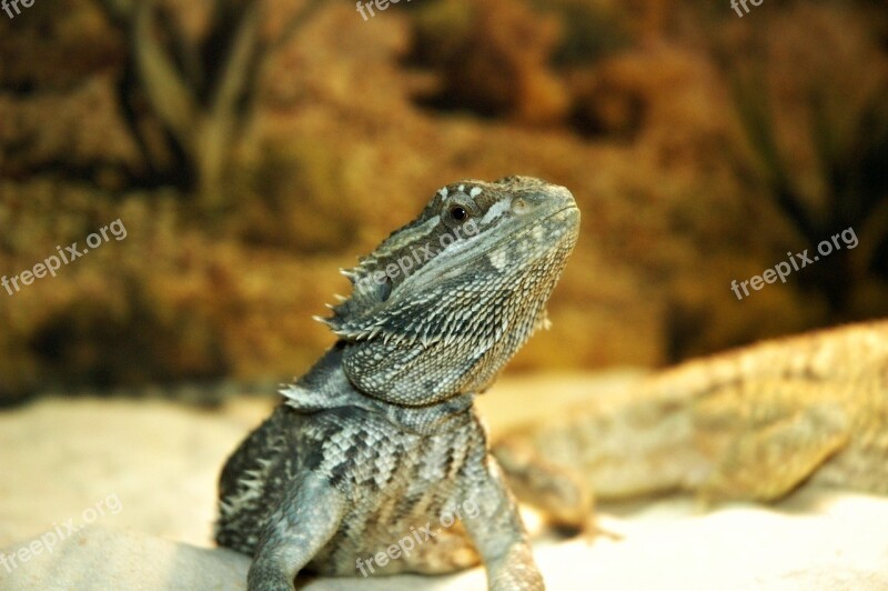 Lizard Pet Dragon Bearded Free Photos