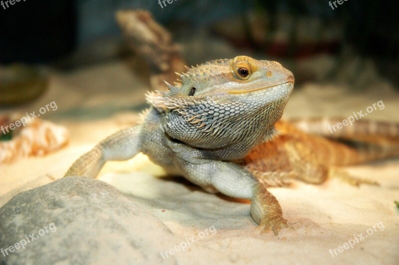 Lizard Pet Dragon Bearded Free Photos