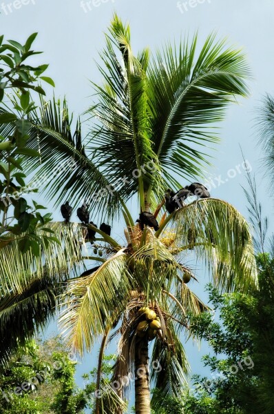 Palm Tree Nature Prey Birds Free Photos