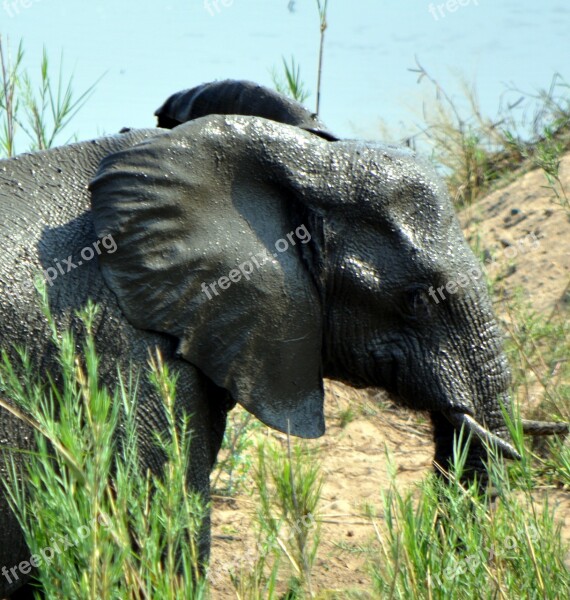 Elephant Kruger Park Wildlife Africa Free Photos