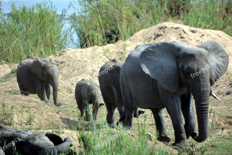 Kruger Park Africa Elephants Wild Life Free Photos