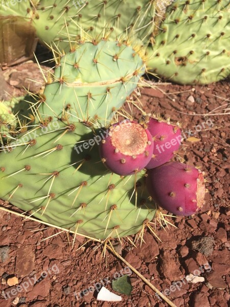 Cactus Plant Flower Natural Cactaceae