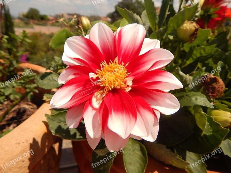 Flower Plant Nuanced Nature Flowers