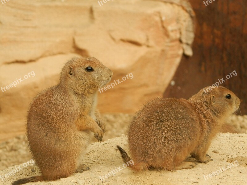 Prairie Dog Animal Nature Zoo Animals