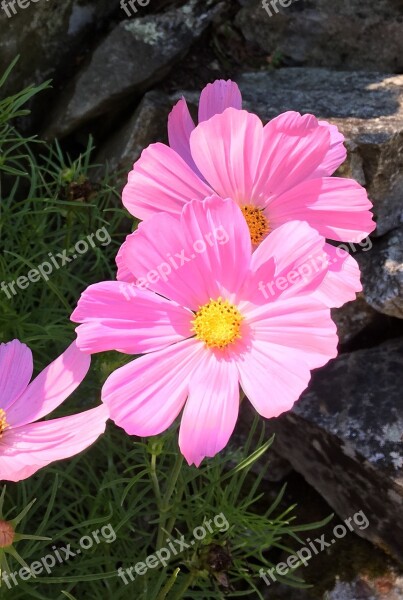 Macro Cosmo Pink Flower Bloom