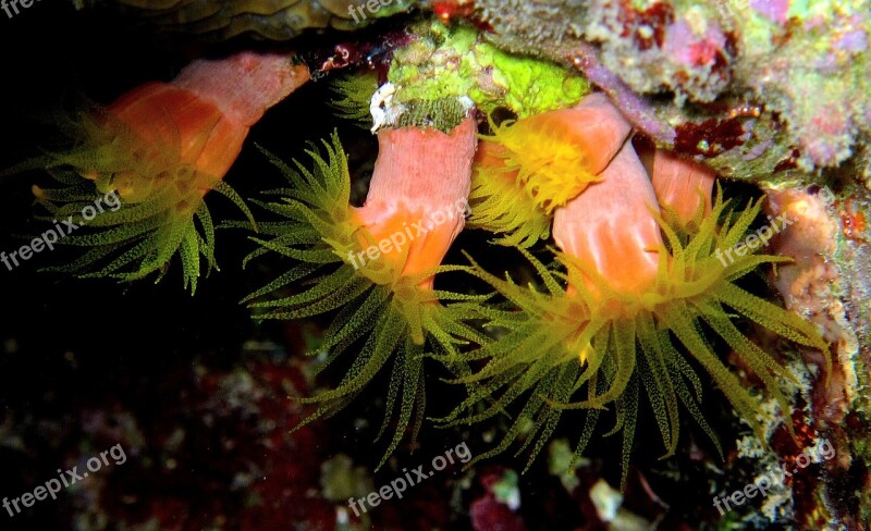 Anemones Diving Red Sea Free Photos