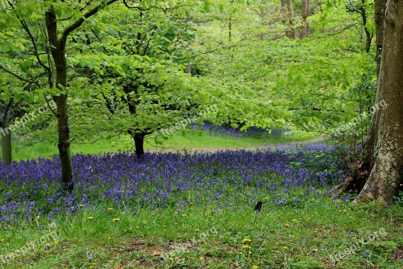 Bluebells Woodland Spring Blue Purple