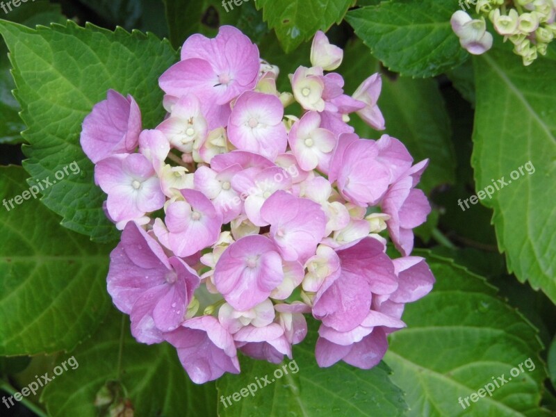 Hydrangea Flowers Purple Rose Petals Hydrangea Macrophylla