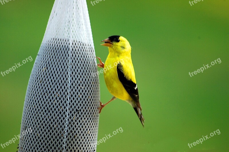 Golden Finch Bird Avian Wildlife Feeding