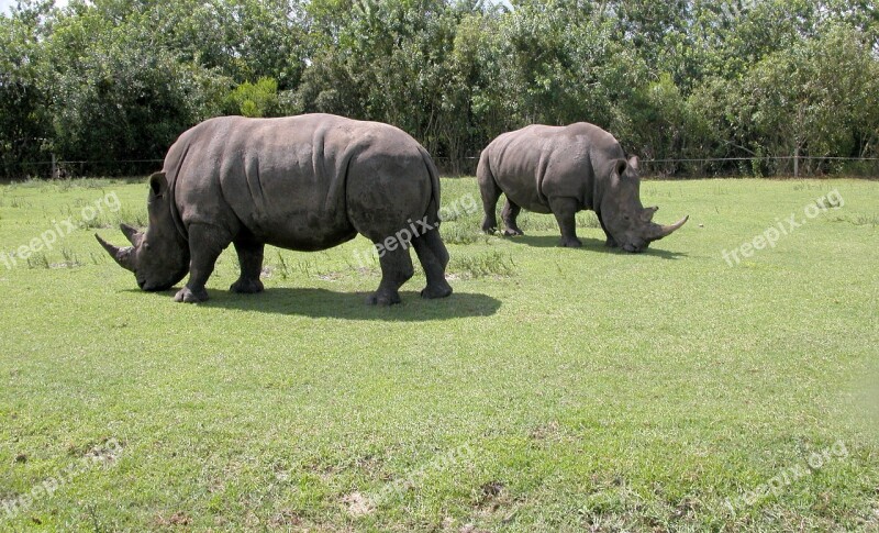 Rhinos Wildlife Animal Safari Africa