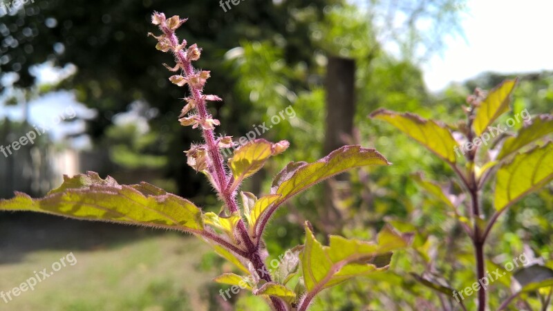 Herbal Ayurved Basil Holy Natural