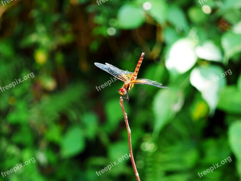 Dragonfly Red Dragonfly Nekitonbo Mountain Summer