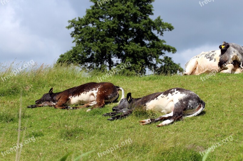 Cows Cattle Pasture Agriculture Animals