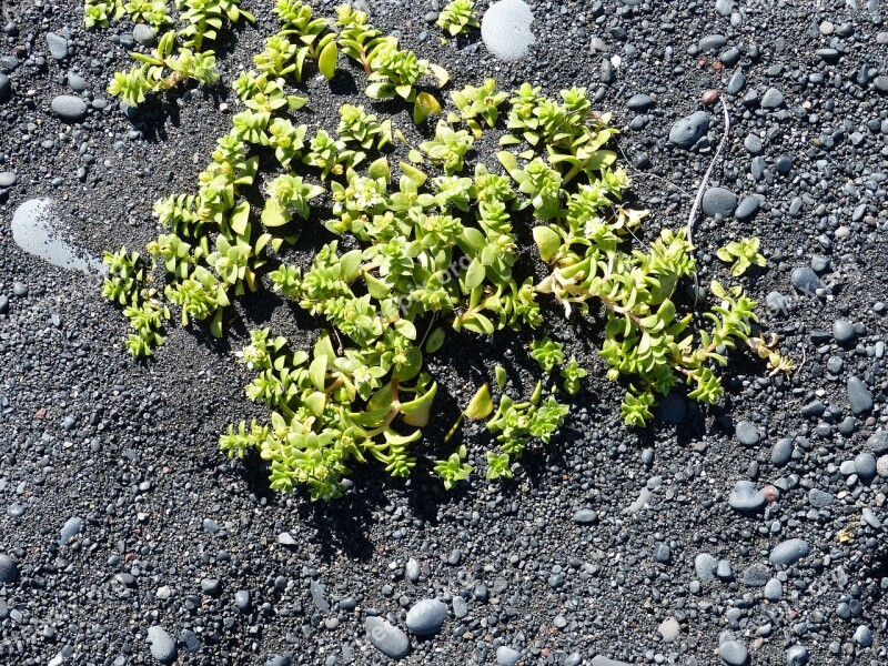 Iceland Vik South Coast Nature Lava